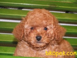Orijinal Irk Garantili Toy Poodle Yavrular 2