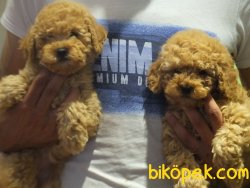 Orijinal Irk Garantili Toy Poodle Yavrular 1