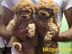 Orijinal Irk Garantili Toy Poodle Yavrular 1