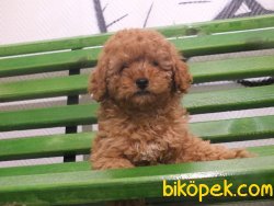Orijinal Irk Garantili Toy Poodle Yavrular 4