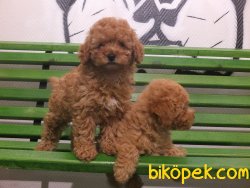 Orijinal Irk Garantili Toy Poodle Yavrular 3