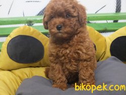 Orijinal Irk Garantili Toy Poodle Yavrular 4