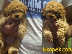 Orijinal Irk Garantili Toy Poodle Yavrular 5
