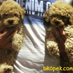 Orijinal Irk Garantili Toy Poodle Yavrular 4