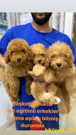 Orijinal Irk Garantili Toy Poodle Yavrular 1