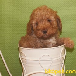 Orijinal Irk Garantili Toy Poodle Yavrular 2