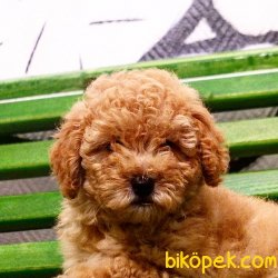Orijinal Irk Garantili Toy Poodle Yavrular 2
