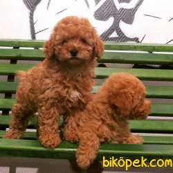 Orijinal Irk Garantili Toy Poodle Yavrular 1