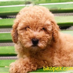Orijinal Irk Garantili Toy Poodle Yavrular 3