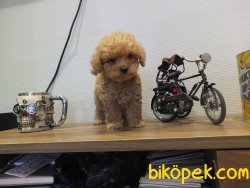 Orijinal Irk Garantili Toy Poodle Yavrular 3