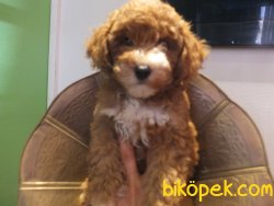 Orijinal Irk Garantili Toy Poodle Yavrular 1
