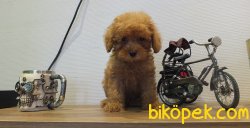 Orijinal Irk Garantili Toy Poodle Yavrular 1