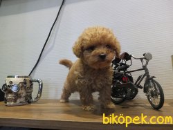 Orijinal Irk Garantili Toy Poodle Yavrular 4
