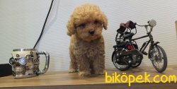Orijinal Irk Garantili Toy Poodle Yavrular 2
