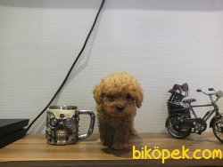 Orijinal Irk Garantili Toy Poodle Yavrular 3