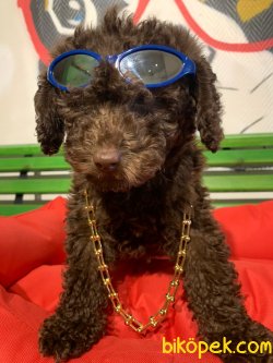 Orijinal Irk Garantili Toy Poodle Yavrular 3