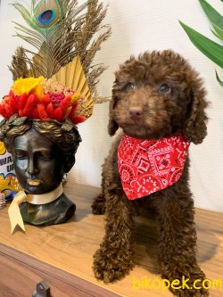 Orijinal Irk Garantili Toy Poodle Yavrular 1