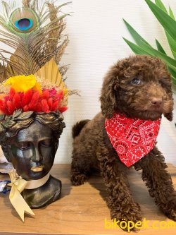 Orijinal Irk Garantili Toy Poodle Yavrular 2