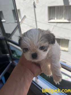 Orijinal Irk Shih Tzu Yavrularımız 2