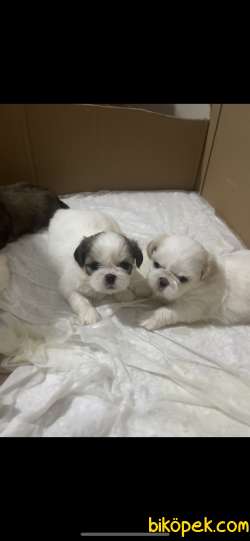 Orijinal Irk Shih Tzu Yavrularımız 3