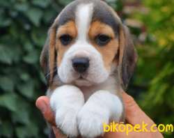 Orijinal Irk Ve Sağlık Garantili Beagle Yavrular 3