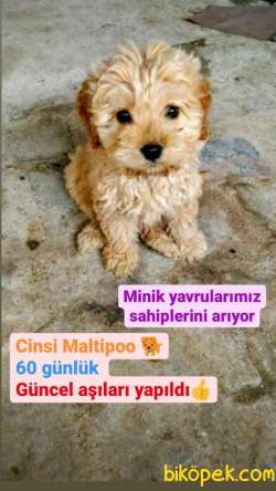 Orijinal Irk Ve Sağlık Garantili Maltipoo Yavrular 3