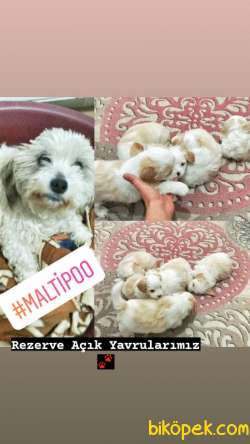 Orijinal Irk Ve Sağlık Garantili Maltipoo Yavrular 1