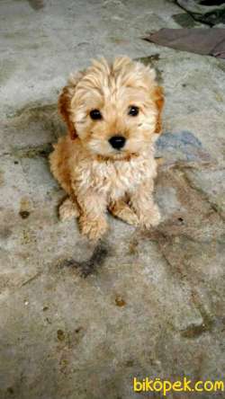 Orijinal Irk Ve Sağlık Garantili Maltipoo Yavrular 2
