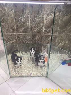 Orijinal Kan HUSKY Yavrularımız Sizlerle 3