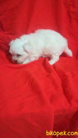 Orijinal Maltese Terier Yavruları 3