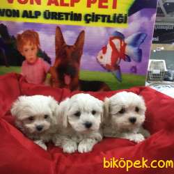 ORİJİNAL MALTESE YAVRULARI VONALP GARANTİSİYLE 3
