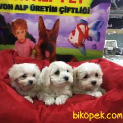ORİJİNAL MALTESE YAVRULARI VONALP GARANTİSİYLE 2