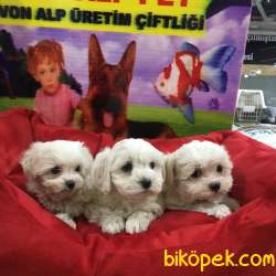 ORİJİNAL MALTESE YAVRULARI VONALP GARANTİSİYLE 1