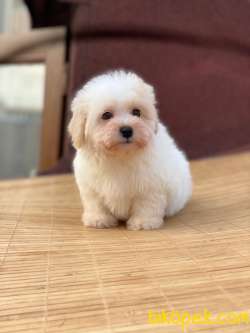 Orijinal Maltese Yavrularımız 3