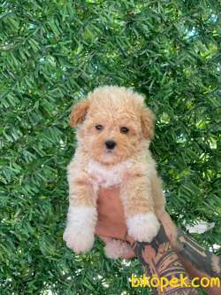 Orijinal Maltipoo Kızımız 1