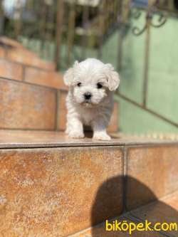 Orijinal Maltipoo Yavrulari 1