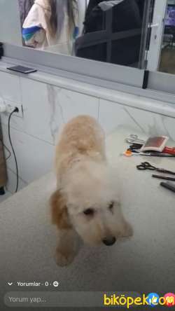 Orijinal Maltipoo Yavrulari 3