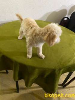Orijinal Maltipoo Yavrulari 2