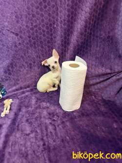 Orijinal Mini Erkek Şivava Chihuahua 1