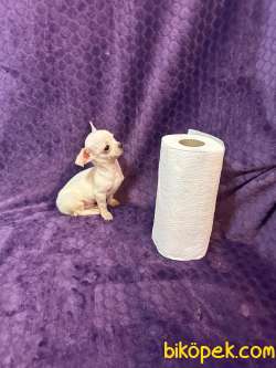Orijinal Mini Erkek Şivava Chihuahua 2