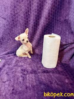Orijinal Mini Erkek Şivava Chihuahua 3