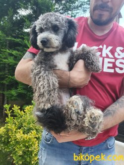 Orijinal Nadir Silver Poodle 3