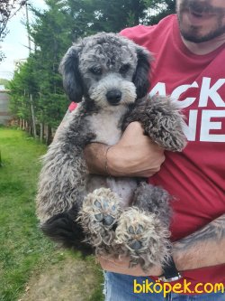 Orijinal Nadir Silver Poodle 1