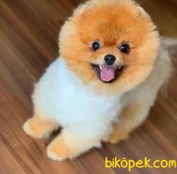 Orijinal Pomeranian BOO Oğlum Pars 3