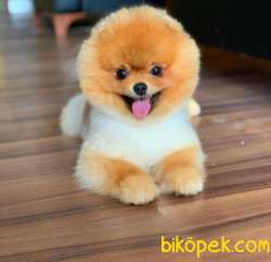 Orijinal Pomeranian BOO Oğlum Pars 1