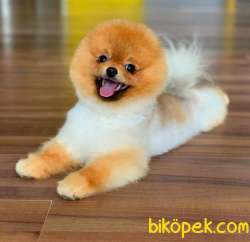 Orijinal Pomeranian BOO Oğlum Pars 2