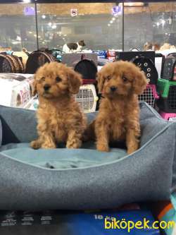 ORİJİNAL POODLE YAVRULARI VONALP GARANTİSİYLE 3