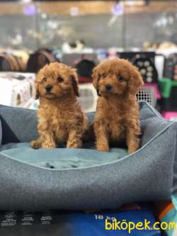ORİJİNAL POODLE YAVRULARI VONALP GARANTİSİYLE 1