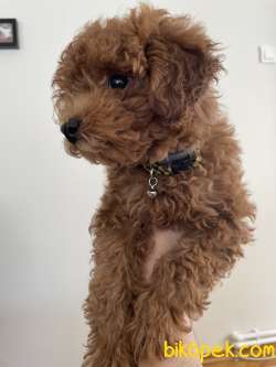 Orijinal Red Brown Toy Poodle 2