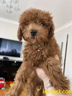 Orijinal Red Brown Toy Poodle 1
